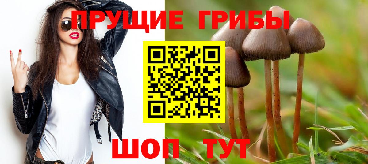 Галлюциногенные грибы Psilocybine cubensis Курчатов